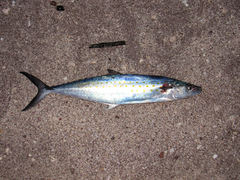 Scomberomorus sierra