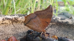 Charaxes psaphon
