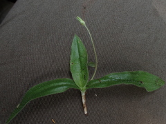 Hypoxis limicola
