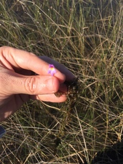 Utricularia purpurea image