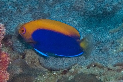 Centropyge acanthops observed 2025-10-27