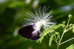Euploea westwoodii