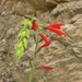 Salvia tubiflora - Photo (c) “Juan de los Zorros”, some rights reserved (CC BY-NC), uploaded by “Juan de los Zorros”