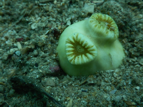 Heteropsammia cochlea observed 2025-10-30