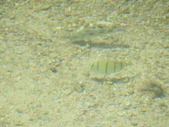 Acanthurus triostegus