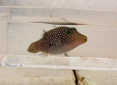 Canthigaster punctatissima