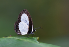 Psychonotis piepersii