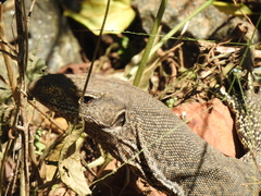 Varanus bengalensis