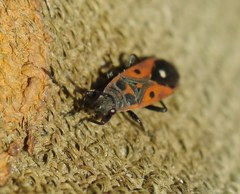 Melanocoryphus tristrami