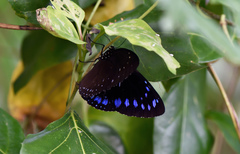 Euploea westwoodii