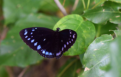 Euploea westwoodii