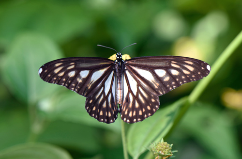 Danaus ismare (Cramer, 1780)