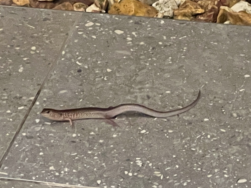 Orange-sided Bar-lipped Skink