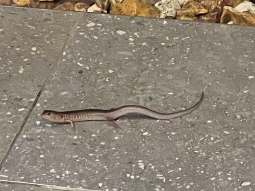 Orange-sided Bar-lipped Skink