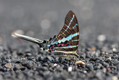 Graphium rhesus