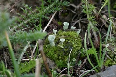 Cladonia humilis