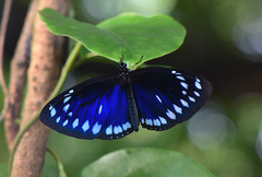 Euploea westwoodii