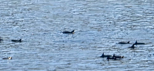 Spinner Dolphin