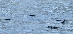 Spinner Dolphin