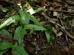 Hypoxis limicola