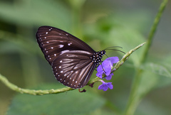 Euploea algea