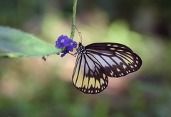 Ideopsis vitrea