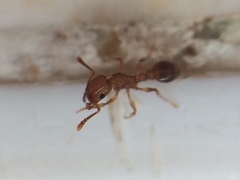 Tetramorium bicarinatum