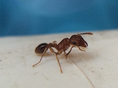 Tetramorium bicarinatum