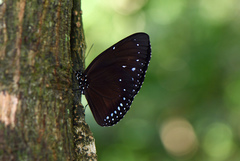 Euploea westwoodii