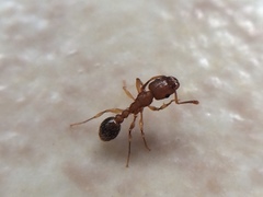 Tetramorium bicarinatum