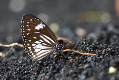Euploea hewitsonii