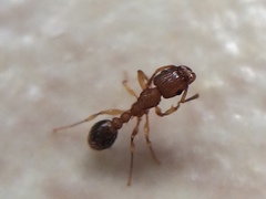 Tetramorium bicarinatum