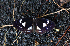 Euploea hewitsonii