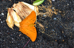 Vindula dejone celebensis