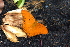 Vindula dejone celebensis