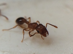 Tetramorium bicarinatum