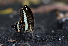 Papilio gigon
