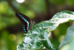 Graphium milon