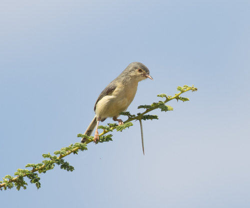Buff-bellied Warbler (Phyllolais pulchella), photo 4