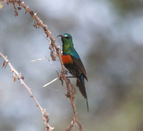 Black-bellied Sunbird (Cinnyris nectarinioides), photo 2