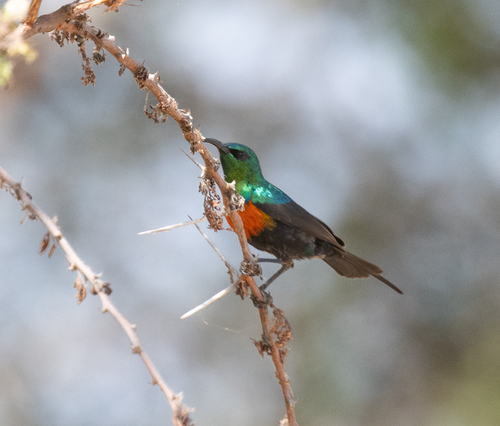 Black-bellied Sunbird (Cinnyris nectarinioides), photo 2