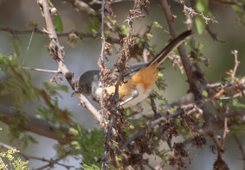Banded Parisoma (Curruca boehmi), photo 3