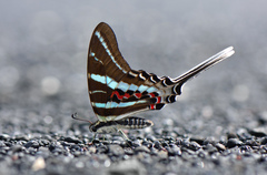 Graphium rhesus