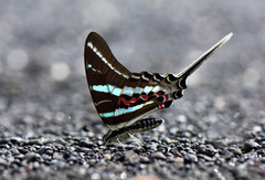 Graphium rhesus