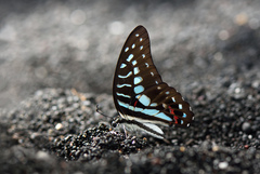 Graphium meyeri