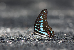 Graphium meyeri