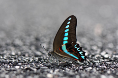 Graphium milon