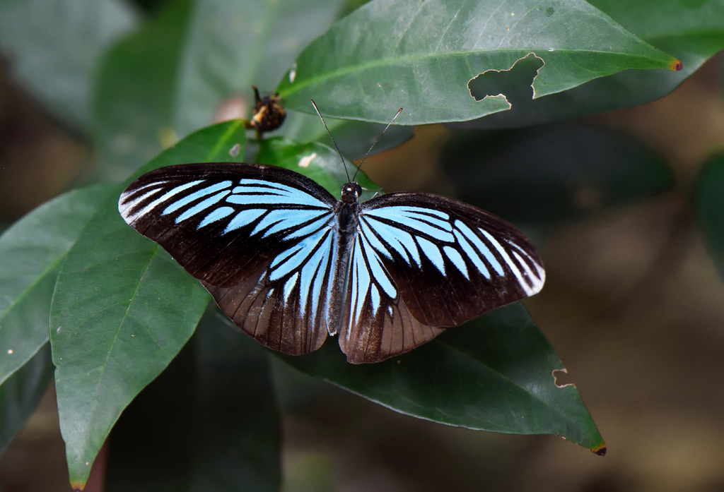 Sulawesi Wanderer