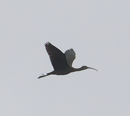 Ibis falcinelle