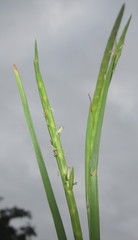 Hemarthria altissima